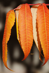 Autumn leaf on a tree branch