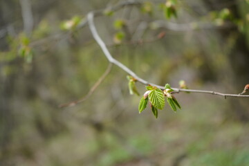 spring tree branch