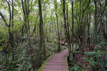 mossy trees and pathway in deep forest
