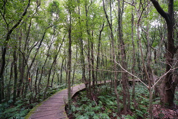 pathway through thick wild forest