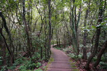 mossy trees and pathway in deep forest