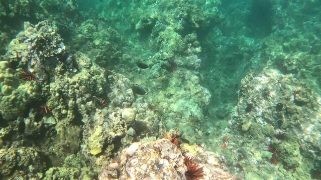 Beautiful Tropical Fish Swimming In The Coral Reefs Of Maui. Underwater Snorkeling POV.