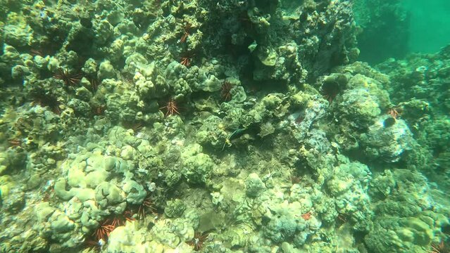 Saltwater Reef Fish in Maui Surrounded by Red Pencil Urchins. Underwater Snorkeling POV.