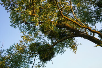 branches against sky