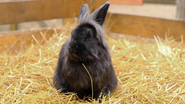 A black rabbit sits in straw and chews blades of grass. Farm animals.