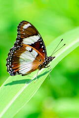 Obraz na płótnie Canvas Monarch butterfly on grass leaves in blur background
