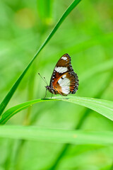 Obraz na płótnie Canvas Monarch butterfly on grass leaves in blur background