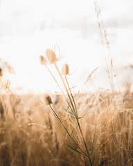 Obraz premium Distel in der Abendsonne