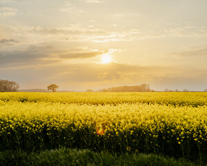 Obraz premium Rapsfeld in der Abendsonne