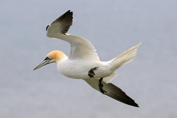 Northern Gannet soaring
