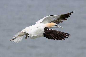 Northern Gannet in flight
