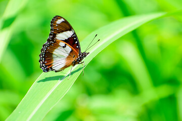 Monarch butterfly on grass leaves in blur background