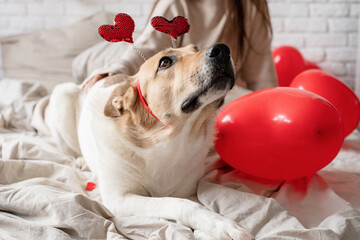 Cute mixed breed dog wearing heart shaped hairband