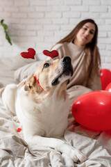 Fototapeta na wymiar Cute mixed breed dog wearing heart shaped hairband