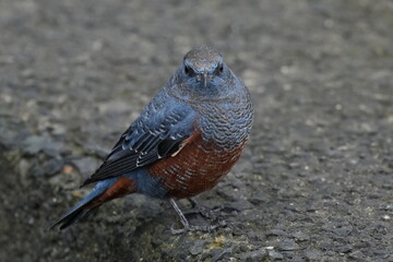 blue rock thrush in a field