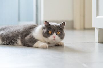 British Shorthair cat lying on the floor