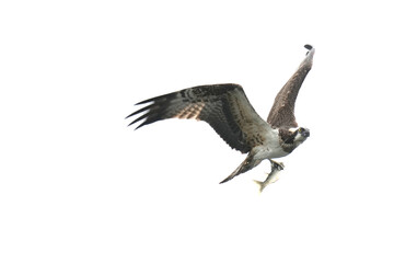 osprey is hunting a fish