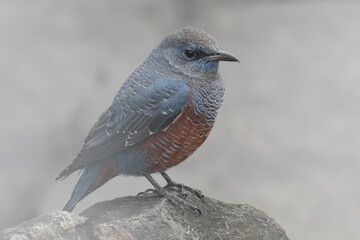 blue rock thrush in a field