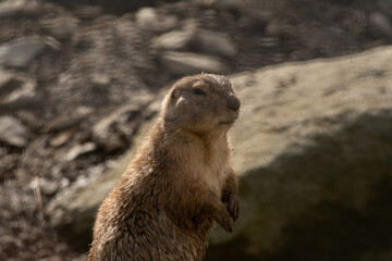 cute prairie dog curious watching