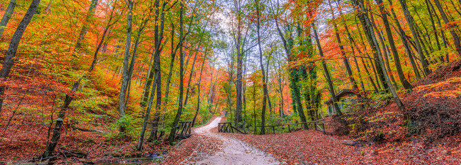 Colorful autumn trail. Panoramic nature landscape, soft pastel colors, dream nature, sunset autumnal background. Forest pathway, closeup road leaves. Peaceful amazing nature panorama hike recreational
