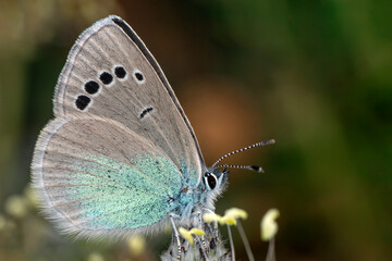 Macro shots, Beautiful nature scene. Closeup beautiful butterfly sitting on the flower in a summer garden.