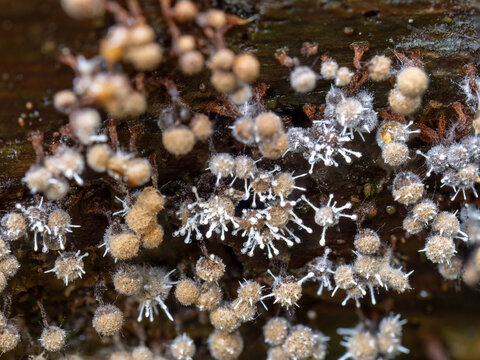 Closeup macro shot of Parasitic fungus, Polycephalomyces tomentosus growing on Trichia slime mould, mold. Devon, UK.
