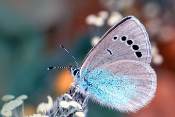 Macro shots, Beautiful nature scene. Closeup beautiful butterfly sitting on the flower in a summer garden.