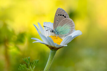 Macro shots, Beautiful nature scene. Closeup beautiful butterfly sitting on the flower in a summer garden.