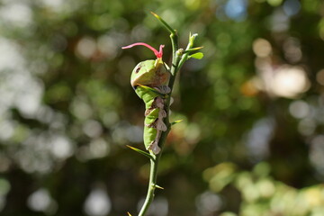 赤い臭角を出したアゲハの幼虫