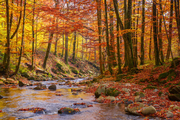 mountain river runs through natural park. wonderful nature landscape in fall season. forest in colorful foliage on a sunny day