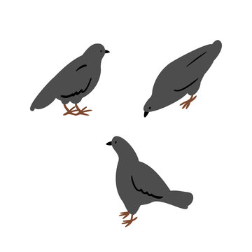 pigeons vector illustrations in flat style clipart