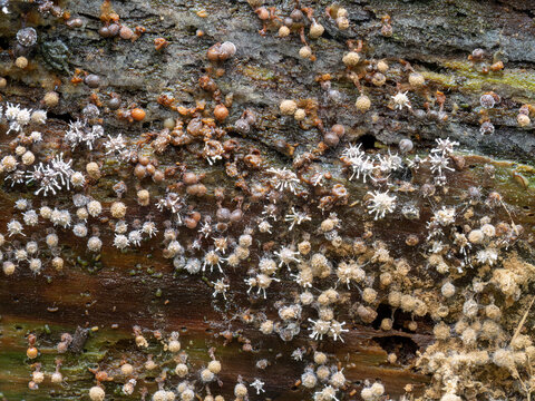 Parasitic fungus, Polycephalomyces tomentosus growing on Trichia slime mould, mold. Devon, UK.