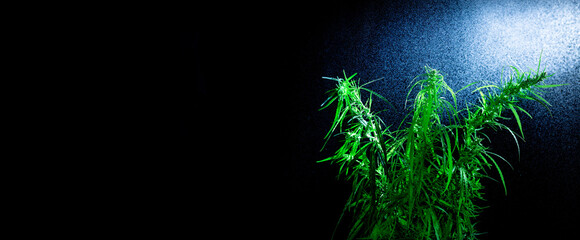 A flowering cannabis plant on a black background is sprayed with water from above