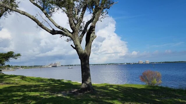 Tree in park with Hathaway bridge over bay in background on beautiful summer day in gorgeous Panama City