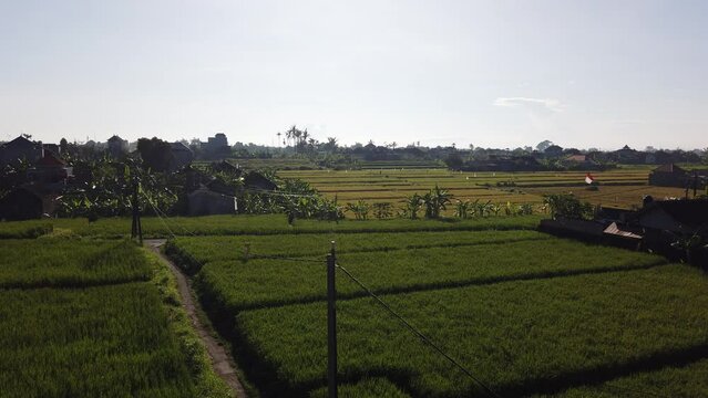 Bali Ricefields in Indonesia, Mount Agung, Green Fields, Harvest Season Skyline, Blue on a Sunny Clear Day, in Gianyar, 60 Fps, Top View