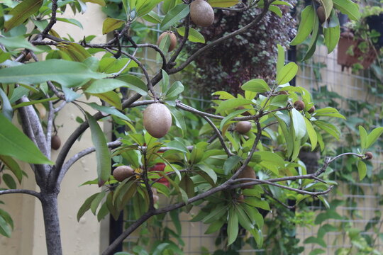 Sapodilla fruits hanging on tree branch with green leaves, sapota or sawo fruit outdoors