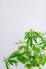 Flowering cannabis plant isolated on white background with soft focus