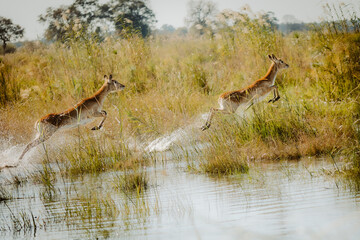 Zwei synchron durch das Wasser springende Letschwe Antilopen (Kobus leche) am Ufer des Kwando...