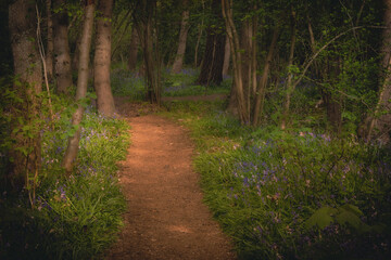 Ścieżka prowadząca przez las. Magiczny, tajemniczy las, piękne niebieskie kwiaty rosnące przy ścieżce. - obrazy, fototapety, plakaty
