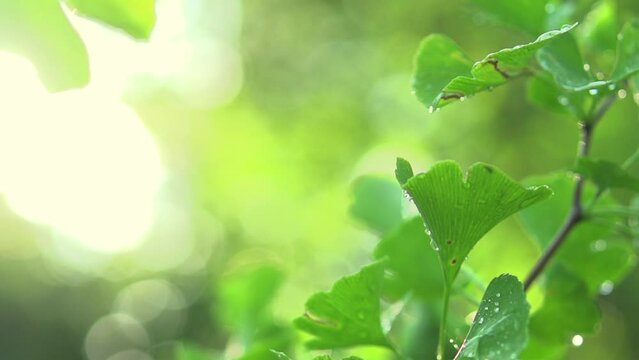 Gingko Biloba tree growing in a garden. Gingko leaf in sun lite. Herbal medicine. Herbs. Alternative medicine concept, border art design. Nature background. Slow motion