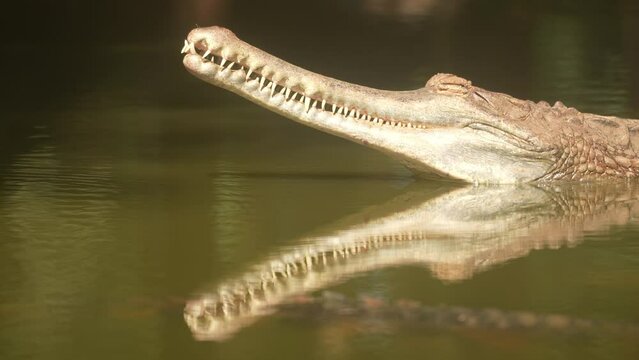Close up crocodile head and open eyes in river of nature background
