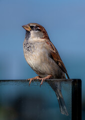 Gorri&oacute;n, p&aacute;jaro