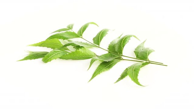 Green Neem leaves on white background Moving 360° side shot