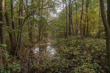 Im Müritz Nationalpark im Herbst, am Wasser im Wald