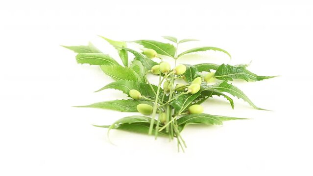 neem leaves leaflets with bunch of green neem fruits rotating in white background side shot