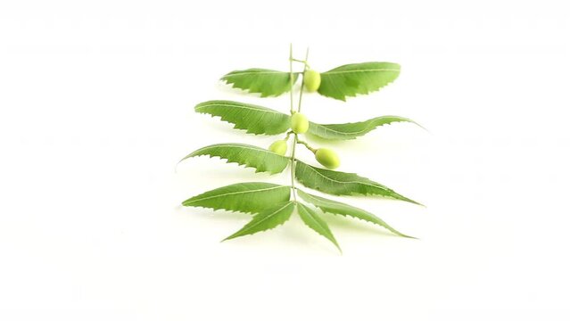 a single strand of neem leaves leaflets and a bunch of fruits seeds rotating 360 degrees in a white background side top shot