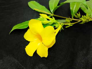 The yellow Alamanda flower on the black background