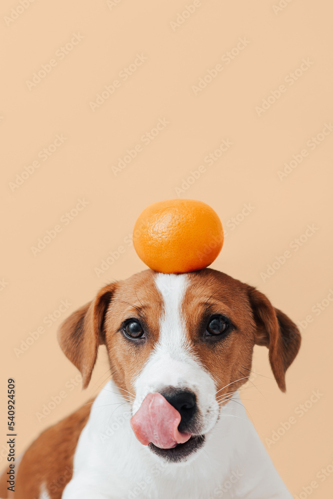 Wall mural Cute dog jack russell terrier holds a tangerine on his head and looks at the camera on a orange background