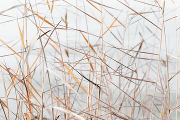 Abstract natural background of chaotic dry leaves of reeds on blur neutral tone background. Dried autumn leaves of pampas grass, nature fon. Dry reeds boho style. Close up stems of tall grass