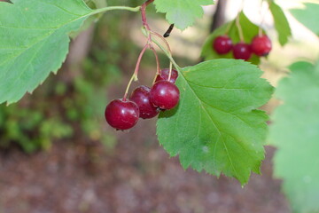 red berries